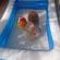 Piscina gonflabila JRH, 201 x 150 x 51 cm, 2 inele family pool XXL exterioara